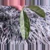 plant/Hoya Campanulata silver - fresh cutting - rare-3-thumbnail