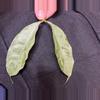plant/Hoya Campanulata silver - fresh cutting - rare-0-thumbnail