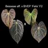 plant/Anthurium Besseae aff. X BVEP 'Felix' F2 small seedling-0-thumbnail