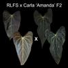 plant/Anthurium RLFS x Carla 'Amanda' F2 1-leaf seedling-0-thumbnail