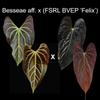 plant/Anthurium Besseae aff. X FSRL BVEP sprout-0-thumbnail