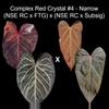 plant/Anthurium Complex Red Crystallinum germinated seed-0-thumbnail