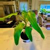 plant/Reverted Philo Domesticum Albo-1-thumbnail