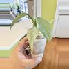 plant/PHILODENDRON SILVER SWORD PUPS-1-thumbnail