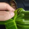 plant/Philodendron Billie x Chocolate-2-thumbnail