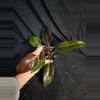 plant/Philodendron Orange Princess-1-thumbnail