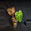 plant/Philodendron Billie x Chocolate-0-thumbnail