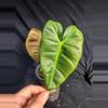 plant/Philodendron Billie x Chocolate-1-thumbnail