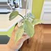 plant/PHILODENDRON SILVER SWORD PUPS-0-thumbnail