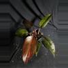 plant/Philodendron Orange Princess-0-thumbnail