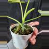 plant/Philodendron Emerald Ice-2-thumbnail