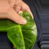 plant/Philodendron Billie x Chocolate-3-thumbnail