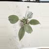 plant/PHILODENDRON SILVER SWORD PUPS-3-thumbnail