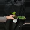 plant/Philodendron Emerald Ice-1-thumbnail