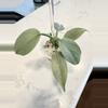 plant/PHILODENDRON SILVER SWORD PUPS-2-thumbnail