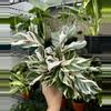 plant/Calathea White Fusion - White Fusion Calathea-1-thumbnail