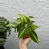 plant/Philodendron Brasil 4 Inch Pot-1-thumbnail