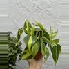 plant/Philodendron Brasil 4 Inch Pot-2-thumbnail