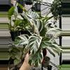 plant/Calathea White Fusion - White Fusion Calathea-2-thumbnail