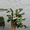 plant/Calathea White Fusion - White Fusion Calathea-0-thumbnail