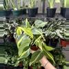 plant/Philodendron Brasil 4 Inch Pot-0-thumbnail