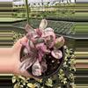 plant/Pink variegated purple waffle 4” pot growers choice-5-thumbnail