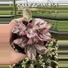 plant/Pink variegated purple waffle 4” pot growers choice-1-thumbnail