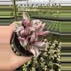 plant/Pink variegated purple waffle 4” pot growers choice-3-thumbnail