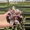 plant/Pink variegated purple waffle 4” pot growers choice-4-thumbnail