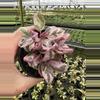 plant/Pink variegated purple waffle 4” pot growers choice-2-thumbnail