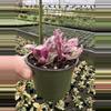 plant/Pink variegated purple waffle 4” pot growers choice-6-thumbnail