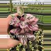 plant/Pink variegated purple waffle 4” pot growers choice-0-thumbnail