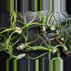 plant/Tillandsia Bulbosa Belize 3"-2-thumbnail