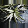 plant/Tillandsia Harrisoi, 4" air plant-0-thumbnail