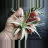 plant/Tillandsia Harrisoi, 4" air plant-4-thumbnail