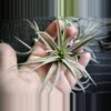 plant/Tillandsia Harrisoi, 4" air plant-1-thumbnail