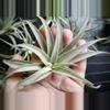 plant/Tillandsia Harrisoi, 4" air plant-2-thumbnail