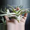 plant/Tillandsia Harrisoi, 4" air plant-6-thumbnail
