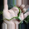 plant/Tillandsia Bulbosa Belize 3"-4-thumbnail
