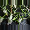 plant/Tillandsia Bulbosa Belize 3"-1-thumbnail
