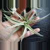 plant/Tillandsia Harrisoi, 4" air plant-5-thumbnail