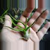 plant/Tillandsia Bulbosa Belize 3"-0-thumbnail