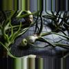 plant/Tillandsia Bulbosa Belize 3"-3-thumbnail