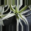 plant/Tillandsia Harrisoi, 4" air plant-3-thumbnail