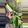 plant/Imperial green variegated Philodendron-0-thumbnail