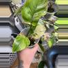 plant/Imperial green variegated Philodendron-2-thumbnail