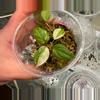 plant/True Albo/pink micans from philippines-0-thumbnail