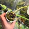 plant/Imperial green variegated Philodendron-1-thumbnail