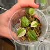plant/True Albo/pink micans from philippines-1-thumbnail