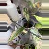 plant/carmel marble philodendron (not TC)-0-thumbnail
